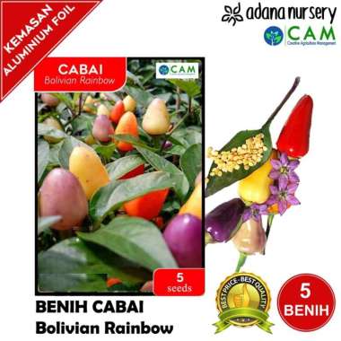 Benih / Biji Cabai Ornamental Bolivian Rainbow - Berkualitas - 5 Seeds