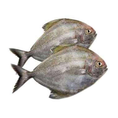 Ikan bawal laut fresh [500gr)