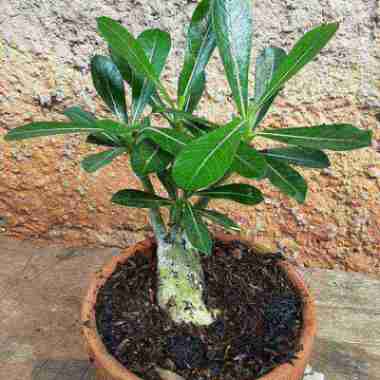 POHON BONSAI ADENIUM-Bibit pohon bonsai Adenium kamboja Jepang -
