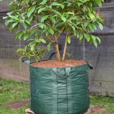 Planter Bag Besar 300 Liter Planter Bag Easy Grow