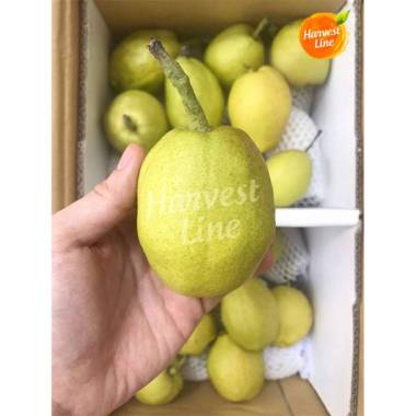 BUAH PIR XIANG LI PEAR XIANG LIE 500 gram [HARVEST LINE]