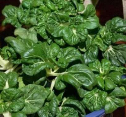 Bibit Unggul Sawi Nai Bai | Benih Sawi Nai Bai