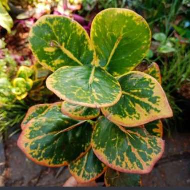 Tanaman Hias puring jengkol-Pohon puring