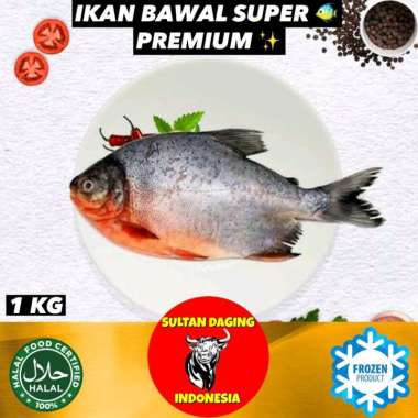 IKAN BAWAL TAWAR SUPER PREMIUM 1 KG ISI 3-5 EKOR/ IKAN BAWAL AIR TAWAR/ IKAN BAWAL TAWAR/ IKAN BAWAL