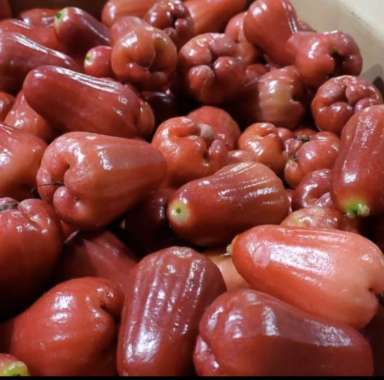 buah jambu air citra