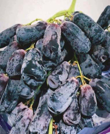 Buah Anggur Lonjong Moondrop shapier 1kg