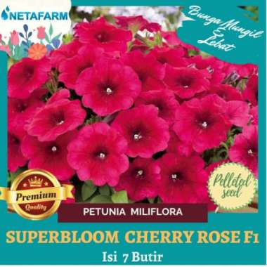 Bunga Petunia - Harga November 2021 | Blibli