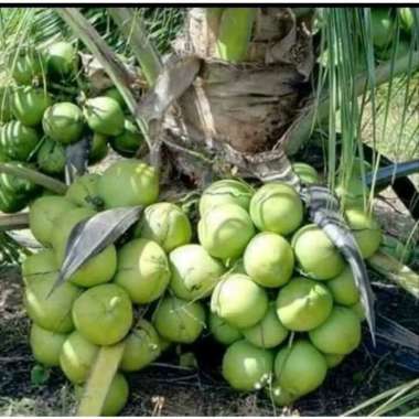 Bibit Kelapa kopyor genjah super pohon kelapa