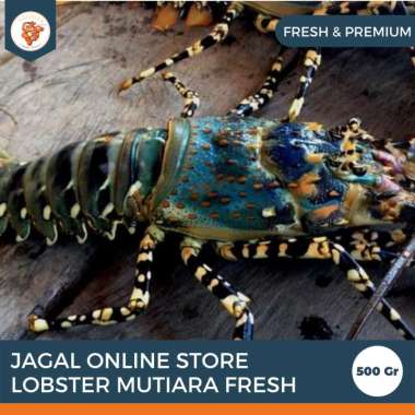 Lobster Mutiara Fresh Frozen Size 500 up