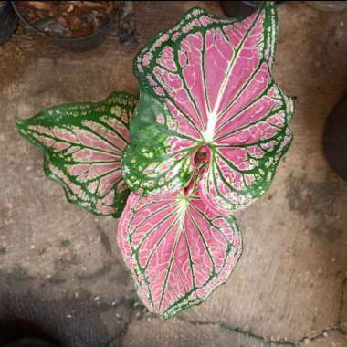 Tanaman Hias Keladi Wayang - Keladi Batik ? keladi wayang Merah Muda