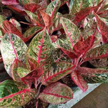 Bonggolan Aglonema Diana