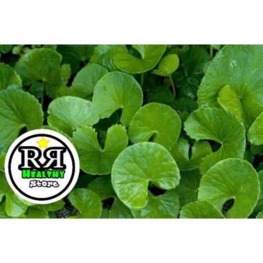 PROMO Daun pegagan/daun antanan segar /daun kaki kuda