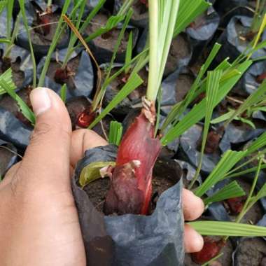 Bibit tanaman bawang dayak -bawang sabrang-bawang berlian-bawang mekah