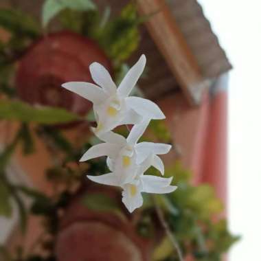 anggrek dendrobium merpati berbunga wangi