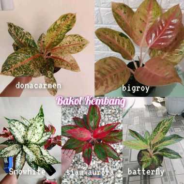 Paket Aglonema 5 jenis termurah