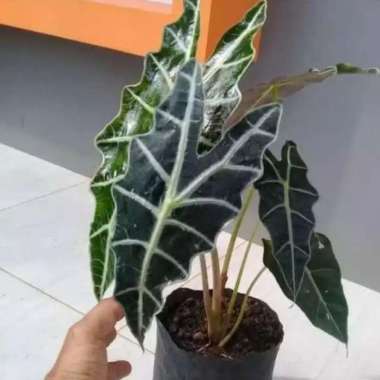 PROMO COD !!! Tanaman outdoor indoor ( Caladium Amazon ) keladi amazon