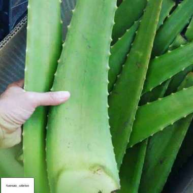 Pelepah Lidah Buaya Alami Tanpa Pestisida