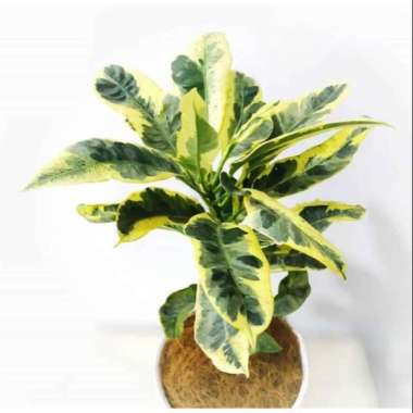 (COD) Tanaman hias puring susu / tanaman hias puring