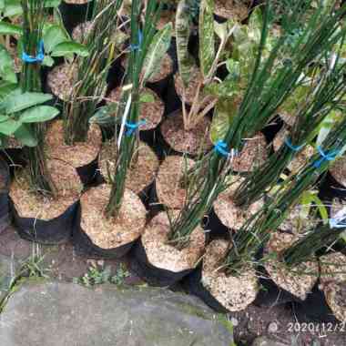 Bibit tanaman bunga bambu air hias