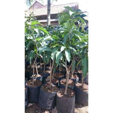 Bibit mangga kiojay tunas bibit