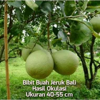Bibit Buah Jeruk Bali Spesial Jeruk Pamelo