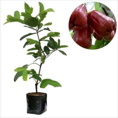 Bibit Tanaman Buah Jambu Citra, Jambu Dalhari dan Jambu King Rose Dalhari