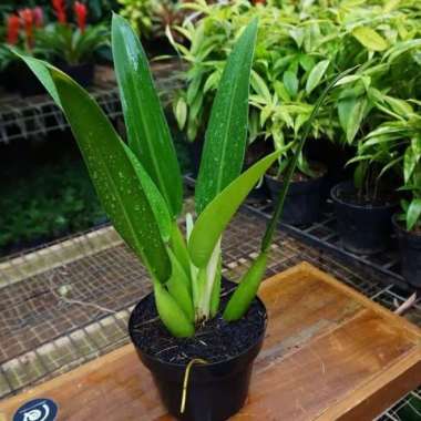 Tanaman Hias Philodendron martianum pilo Eceng - philo Katak