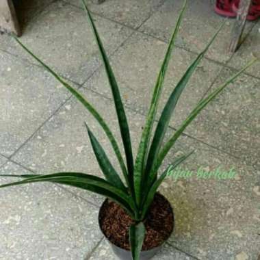 tanaman sansivera parva sansivera belut lidah mertua
