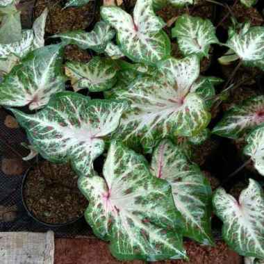 Tanaman Hias Keladi Wayang - Caladium Batik