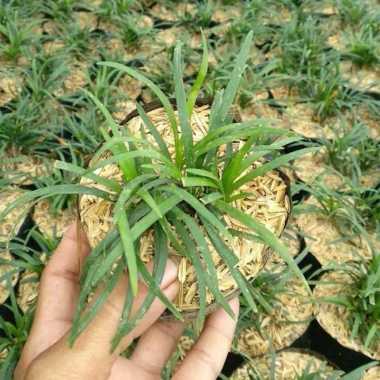 Tanaman Hias Kucai Mini - Tanaman Pengganti Rumput