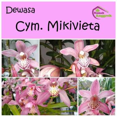 Anggrek Cymbidium Mikivieta dewasa bawang tanah merah muda pink cimbidium nikivieta australia miki v