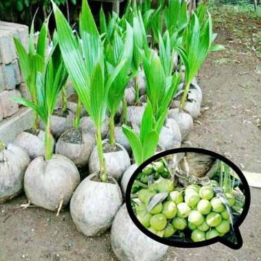 Azzahra berkah bibitku Bibit Kelapa Hibrida Hijau Sumatera