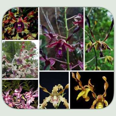 Anggrek Dendrobium Keriting Pra Remaja Melintir dendro