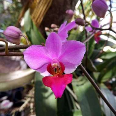 anggrek doritis pulcherima spesies phalaenopsis