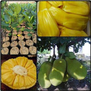 bibit nangka madu super Indonesia