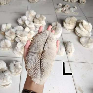 Batu karang laut natural coral anemon dekorasi asli ornamen aquarium XL