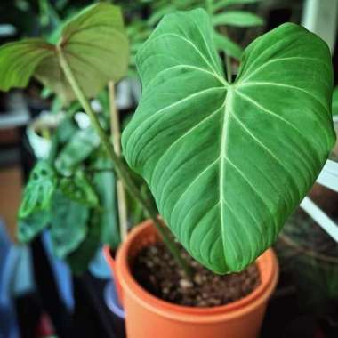 Tanaman Hias Indoor Philodendron Gloriosum Philo Glory