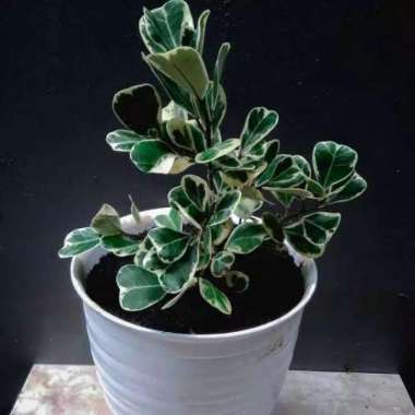 Tanaman hias bibi bonsai - beringin kupu kupu variegata - bibit bonsai