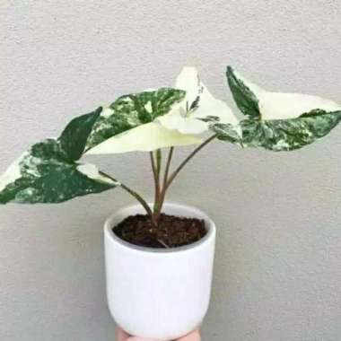 Tanaman hias syngonium varigata-syngonium varigata-syngonium