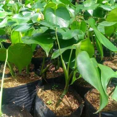 tanaman hias monstera deliciosa - tanaman indoor monstera