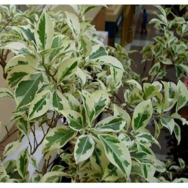 Tanaman Hias Beringin Mini Variegata