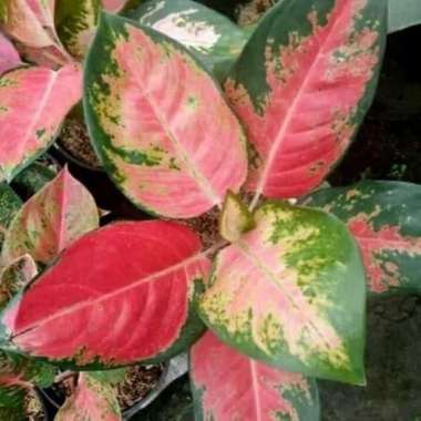 tanaman hias aglonema red kocin - aglonema khocin - chocin
