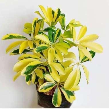 tanaman hias walisongo - walisongo kuning