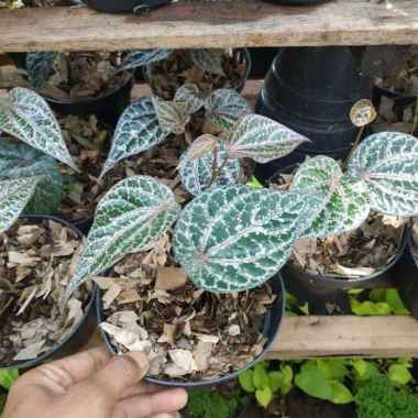 bibit tanaman sirih merah