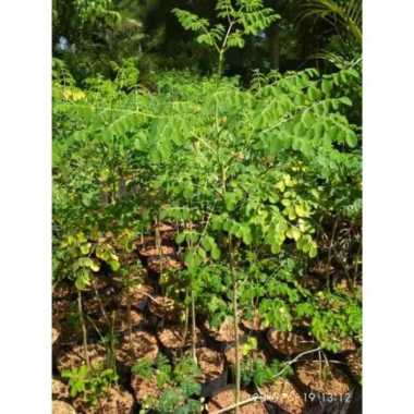 Bibit tanaman kelor/pohon kelor