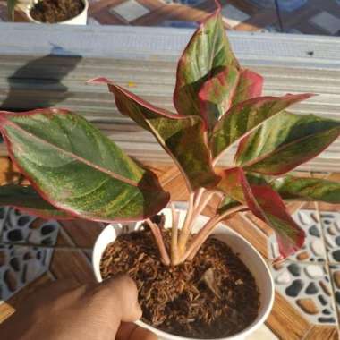 tanaman hias aglaonema lipstik