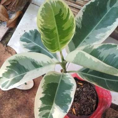 Tanaman hias karet kebo varigata