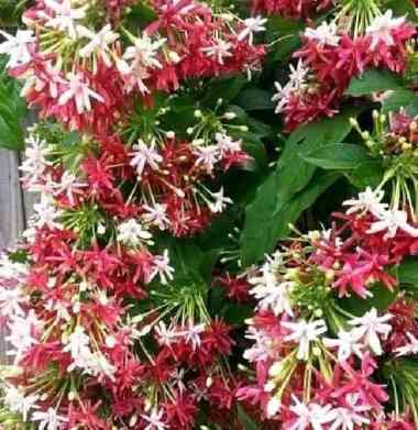 tanaman rambat melati belanda rambat dinding dan pagar