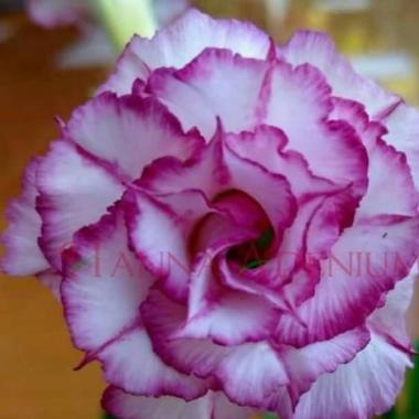 Bibit Bunga Kamboja Adenium Coornation