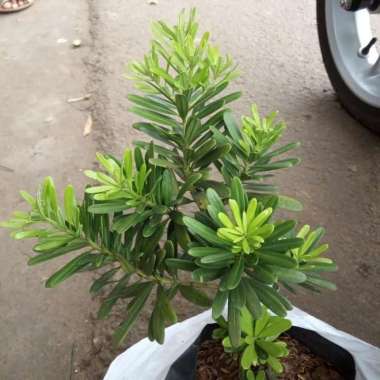 tanaman lohansung cincuan bahan bonsai , pohon lohansung cincuan